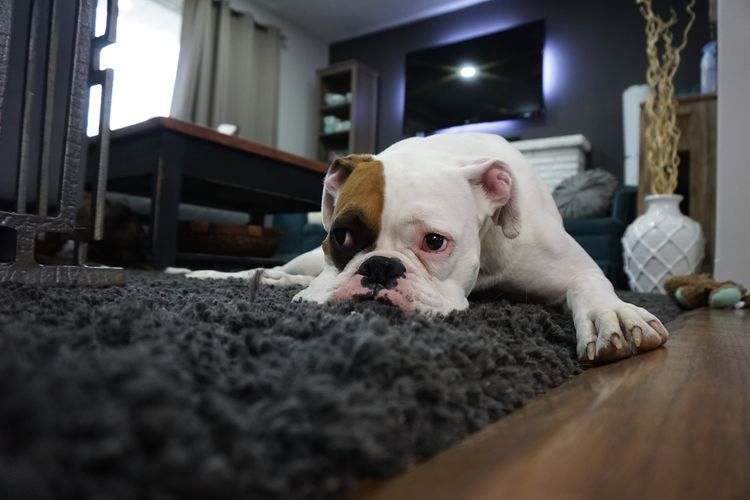 dog on rug