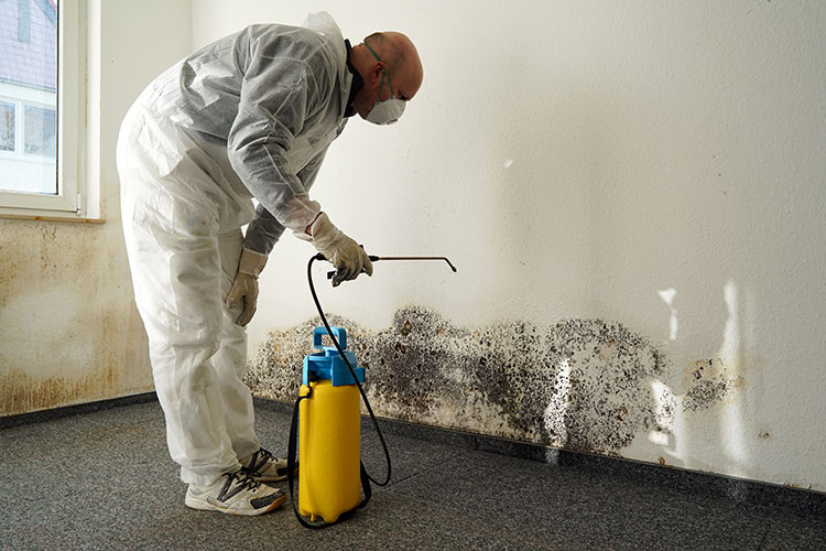 Getting rid of mould after flooding